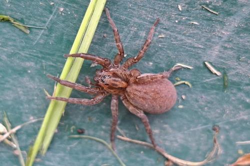 Trochosa sp.